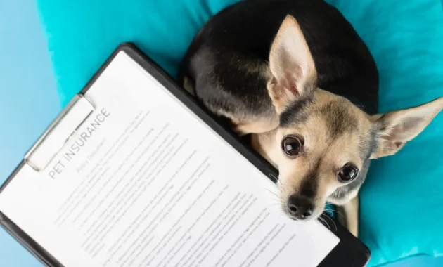 Dog Insurance