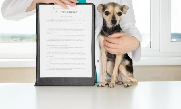 Pet Insurance for Pre-Existing Conditions