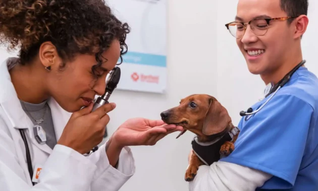 Banfield Pet Insurance